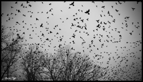 the_raven_by_blhayes87.jpg