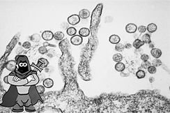 Hantavirus.png