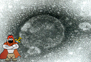 Metapneumovirus.png