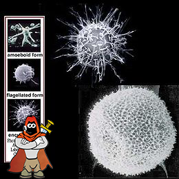 Pfiesteria.png