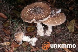 amanita_pantherina-300x200.jpg