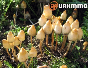 psilocybe-semilanceata-300x233.jpg