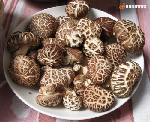 shiitake-mantar-yenilebilir-mantarlar-720x585.jpg