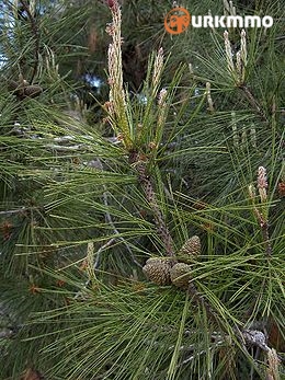260px-Pinus_brutia03.jpg