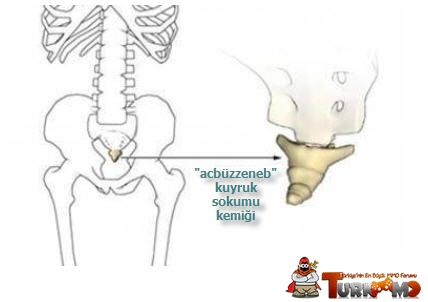 Acbuzzeneb-kuyruk-sokumu-kemigi.jpg