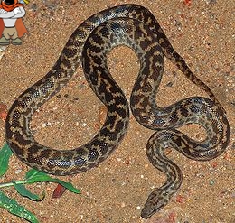260px-Antaresia_maculosa.jpg