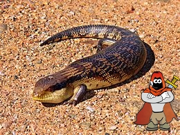 260px-Blue-toungued_skink444.jpg