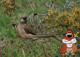 260px-Colius_striatus1.jpg