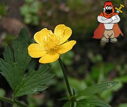 260px-Creeping_butercup_close_800.jpg