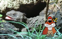 260px-Tuatera.jpg