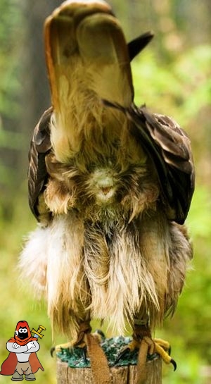 300px-Avian_cloaca.jpg