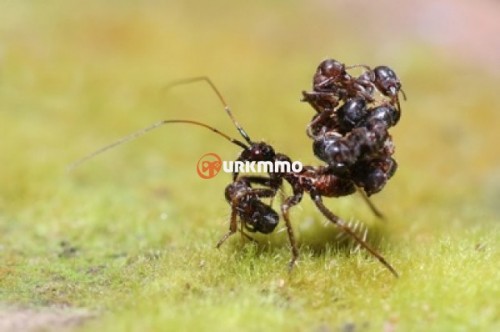 Assassin-Spider-e1354493043280.jpg