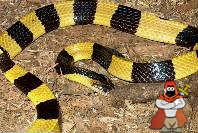 Bandedkrait.jpg
