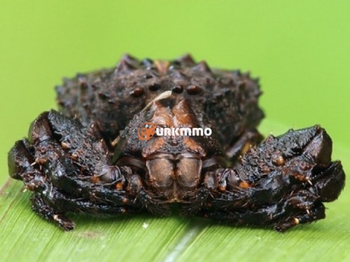 Bird-Dung-Crab-Spider-e1354492782520.jpg