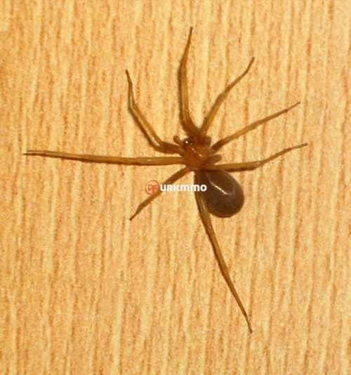Chilean-Recluse-Spider-Loxosceles-laeta.jpg