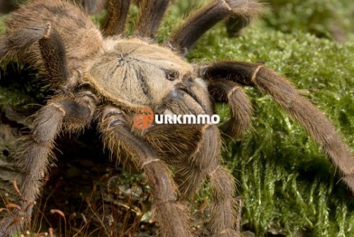Chinese-Bird-Spider-cinli-kus-oruncegi.jpg