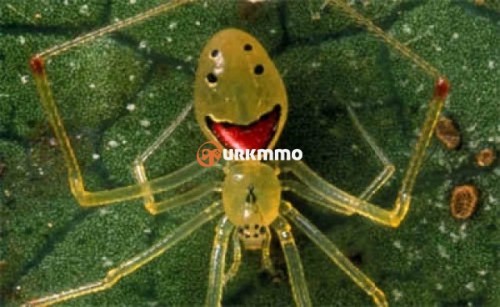 Happy-Face-Spider-e1354493359470.jpg