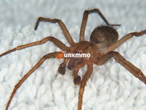 Hobo-Spider-Tegenaria-agrestis.jpg