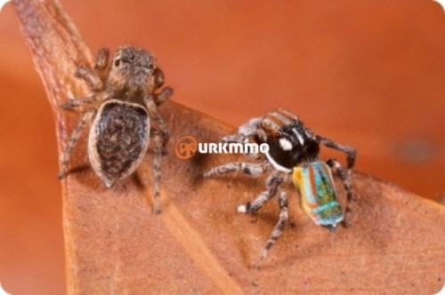 Maratus-Volans-e1354493236802.jpg
