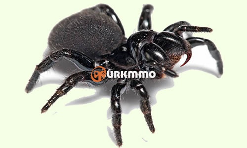 Mouse-Spiders-Missulena.jpg