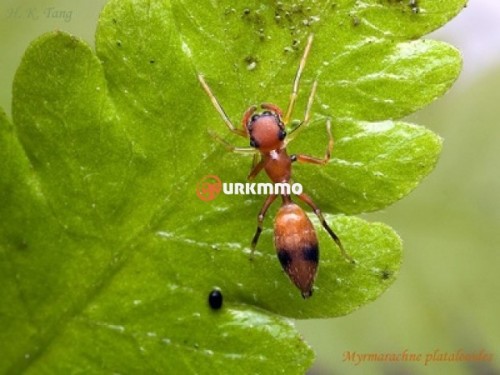 Myrmarachne-Plataleoides-e1354493294584.jpg