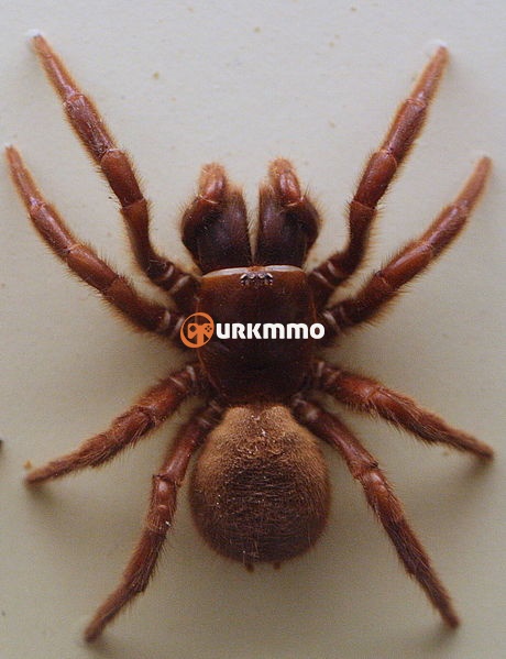 Northern-Tree-Dwelling-Funnel-Web-Spider-Hadronyche-formidabilis.jpg