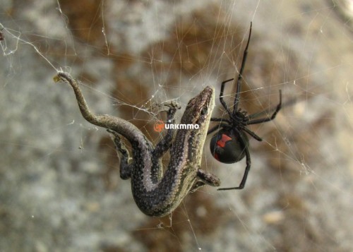 Redback-Spider-Latrodectus-hasseltii.jpg