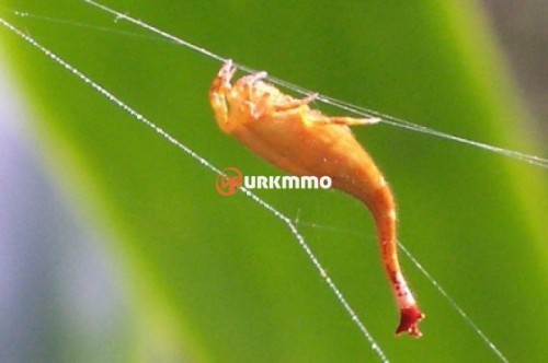 Scorpion-Tailed-Spider-e1354492932683.jpg