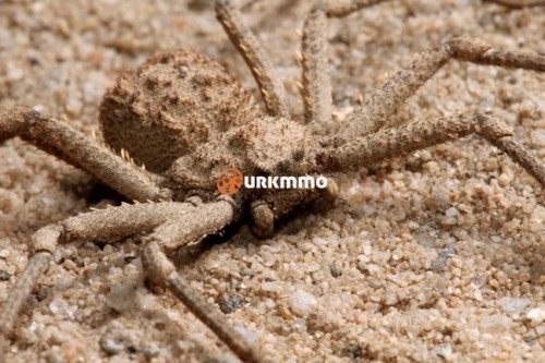 Six-Eyed-Sand-Spider-Sicarius-hahni.jpg