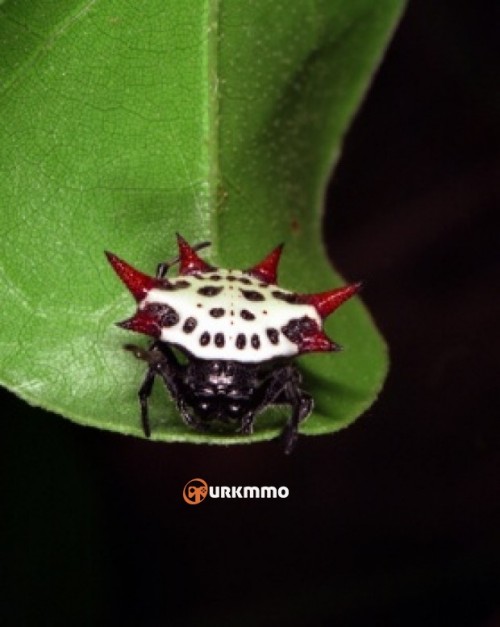 Spiny-Orb-Weaver-e1354493185733.jpg