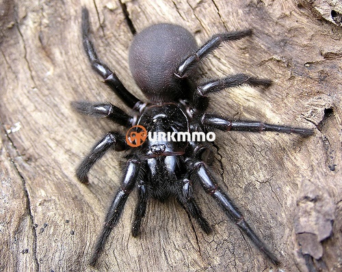 Sydney-Funnel-Web-Atrax-robustus.jpg