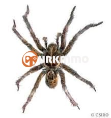 indir2.jpg