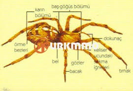indir3.jpg