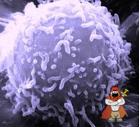 200px-SEM_Lymphocyte.jpg