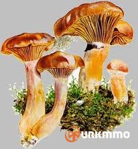 camkabaramantari.jpg