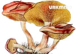 kuzmantari.jpg