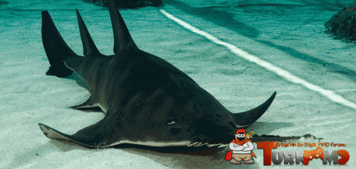 7.gif