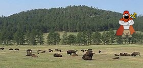 280px-Bison_grazing_at_Wind_Cave.jpg