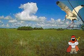 280px-Everglades.jpg