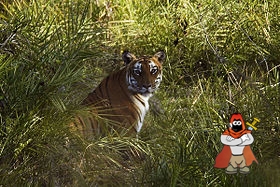 2012-bandipur-tiger.jpg