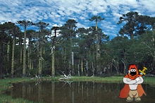 220px-ROSWO_Huerquehue1.jpg