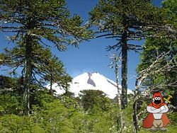 250px-Conguillio_llaima.jpg