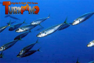 istavrit-300x201.png