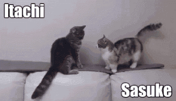 tenor.gif