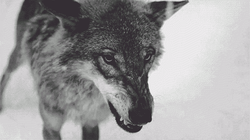 wolf animated gif 15