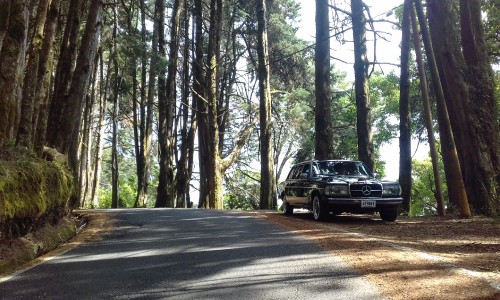 COSTA-RICA-PINE-FOREST.-MERCEDES-CLASSIC-LIMOUSINE-ADVENTURES..jpg