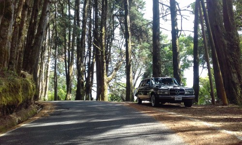 COSTA RICA PINE FOREST. MERCEDES CLASSIC LIMOUSINE ADVENTURES.