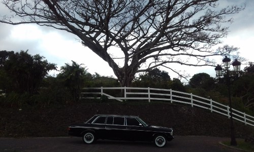 SPOOKY-TREE-IN-COSTA-RICA.-MERCEDES-LIMOUSINE-TOURS..jpg