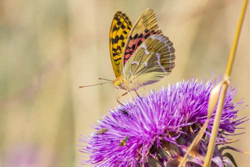 Bahadır Argynnis pandora (2)