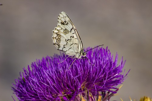 IMG_5225.jpg